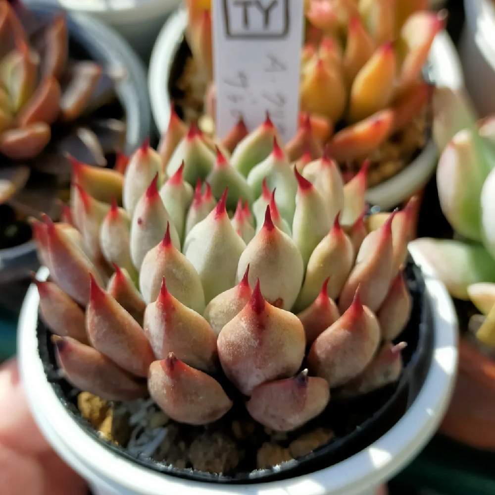 A.クリスマスxザラゴーサの投稿画像 by きむきむさん｜エケベリア属とTY苗と多肉女子とタニラーとつめ (2022