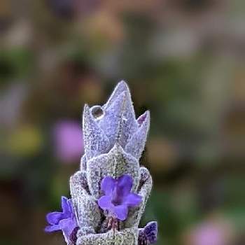紫の花が好きの画像 by kuteshiganaさん | 小さな庭とラベンダーと季節外れと紫の花が好きとちっちゃいものクラブと水滴の水曜日
