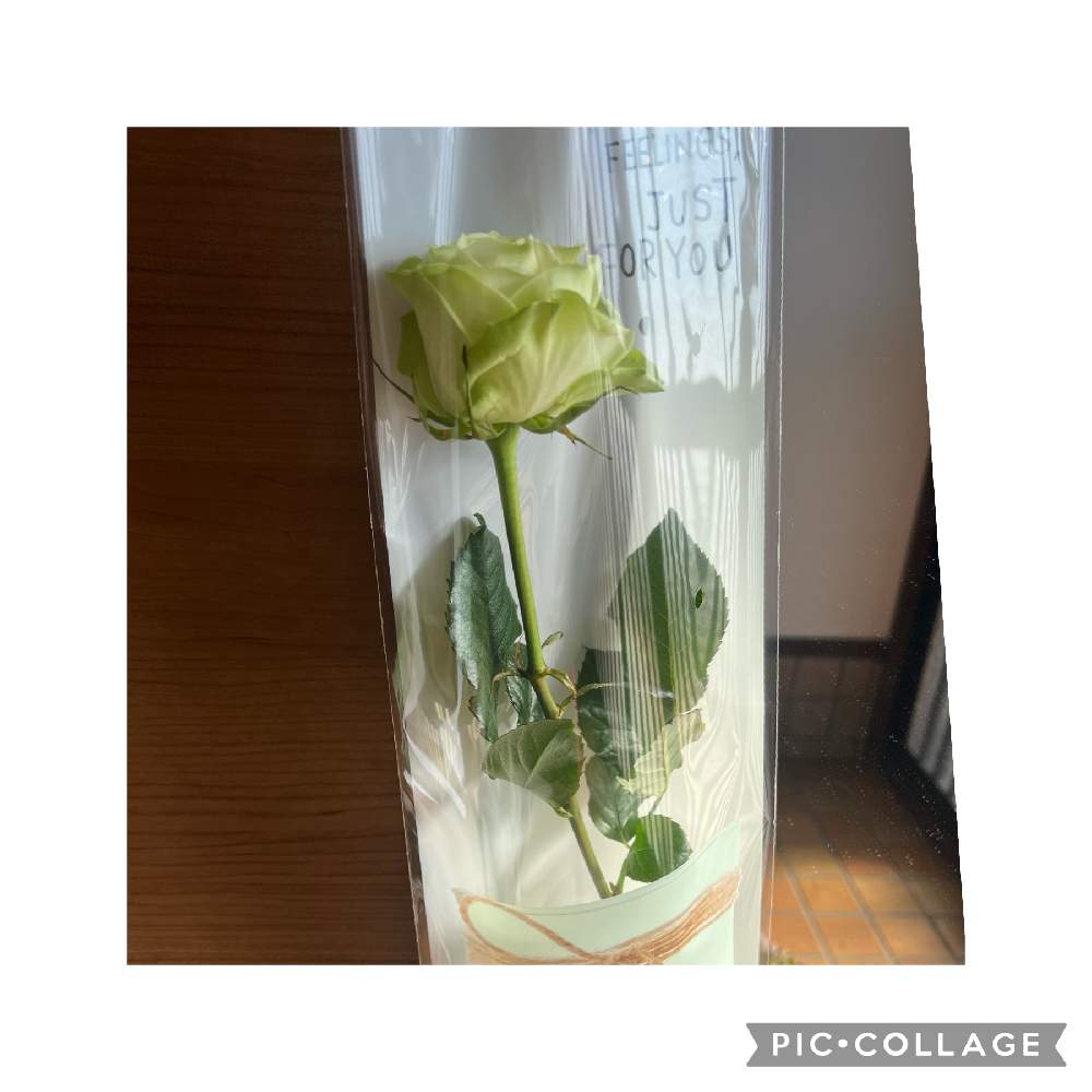 ばら バラ 薔薇の投稿画像 by KORさん｜ハオルチア属とプレゼントとMy Birthdayとお花と誕生日とお花屋