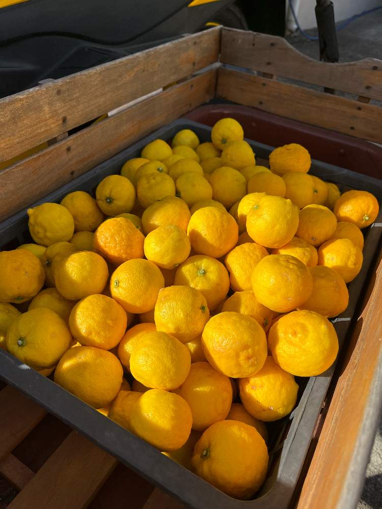 柚子の投稿画像 By Nanamiさん 小さな庭と花のある暮らしと花のある暮らし 22月1月14日 Greensnap グリーンスナップ Greensnap グリーンスナップ