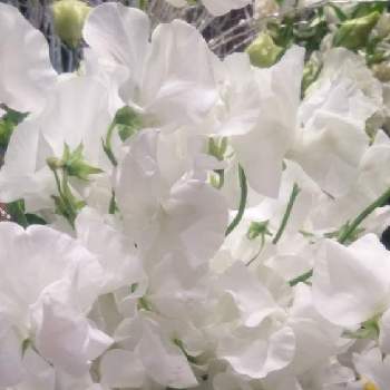 元気になーれの画像 by みちさん | お出かけ先とお花屋さんにてと可愛いお花ときれいなお花とひとめぼれとちっちゃいものクラブとコロナ消えろ！と白いお花と不思議な魅力と癒されて❤️と元気になーれとloveなお花