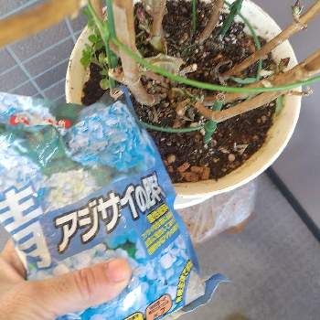 アジサイ ひな祭りの投稿画像一覧 Greensnap グリーンスナップ