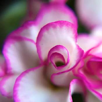 プリムラジュリアン✫ブライダルベルの画像 by tumuの桃さん | 元気いっぱいとバラ咲きジュリアンブライダルベルとGSに感謝。とプリムラジュリアン✫ブライダルベルと白い花とプリムラジュリアン♡と毎日楽しく