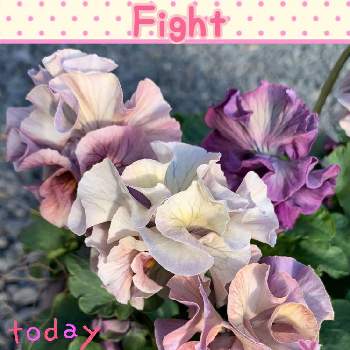 頑張って！の画像 by アイスバーグさん | パンジー ローブドゥアントワネットと自分を信じてと可愛い花と頑張って！と花に支えられてと美しい☆とお花パワー‼️と「パンジー&ビオラ」コンテストと花のある暮らしと応援してます！
