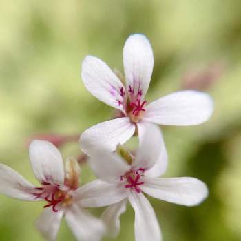 ナツメグゼラニウムの投稿画像一覧 Greensnap グリーンスナップ