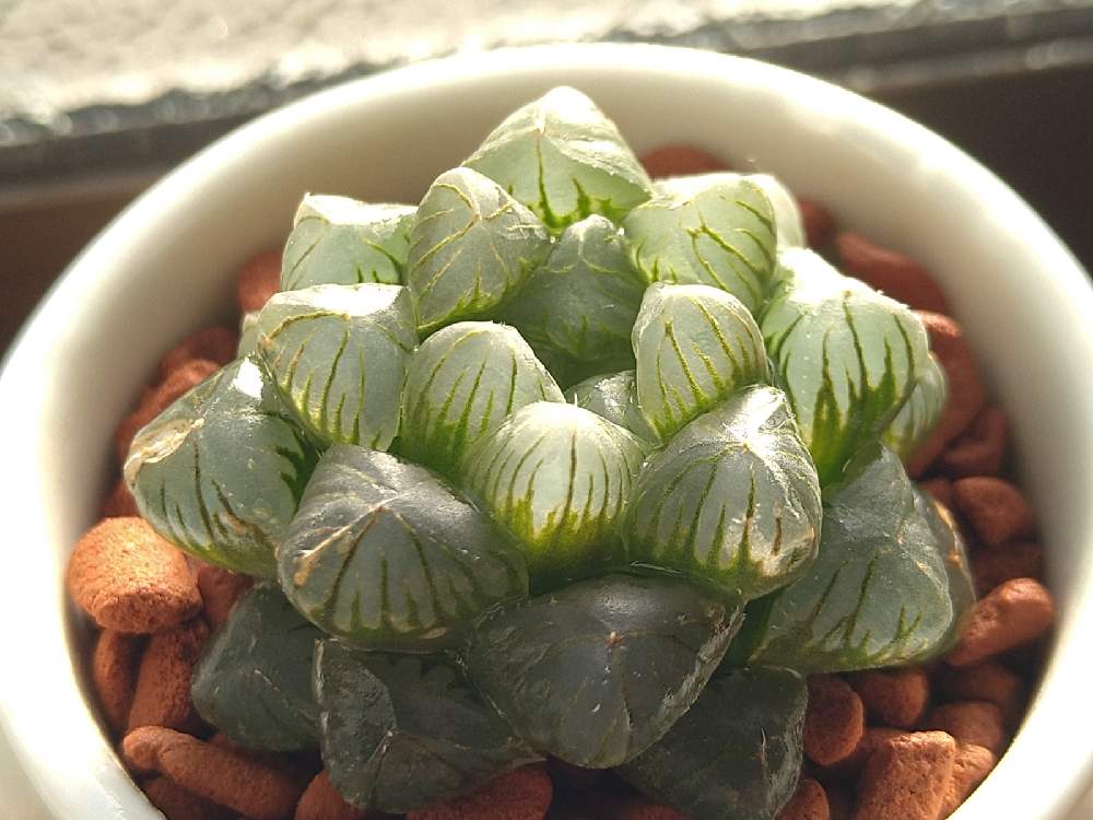 ハオルチア オブツーサの投稿画像 By ミルクプリンさん ハオルチア属と透明窓と多肉植物と窓辺とハオルチア属と透明窓と多肉植物 22月1月15日 Greensnap グリーンスナップ Greensnap グリーンスナップ ハオルチア オブツーサの投稿画像 By ミルクプリンさん ハオルチア属と透明窓と多肉植物と窓辺とハオルチア属と透明窓と多肉植物 22月1月15日 Greensnap グリーンスナップ Greensnap グリーンスナップ