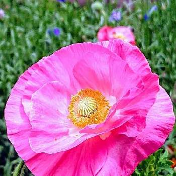 ショッキングピンクの画像 by シェリーさん | お出かけ先とポピーとピンクワールドへようこそと ポピーとショッキングピンクの花と気持ち良さそうとキラキラ✨とピンク！ピンク！ピンク！とピンクの花と❇キラキラ輝いて❇とショッキングピンクとYukoさんのピンクワールドへようこそとピンク大好きとポピー♡と元気色といつも心に太陽をとポピーのはなとピンクのお花とピンクワールドへ ようこそと陽の光を浴びてと素敵な1日をとしべ好き