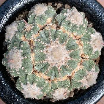 花籠の投稿画像一覧 Greensnap グリーンスナップ