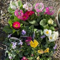 ビオラ,メラコ,プリムラ　ポリアン,寄せ植え用のお花,広い庭の画像