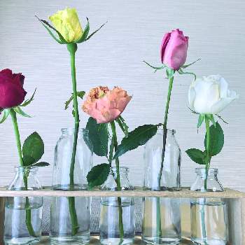 部屋で楽しむの画像 by はにーさん | 部屋と薔薇の花と花が好きと部屋で楽しむ