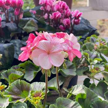 ガーデンシクラメン・ゴブレットの画像 by gdnaさん | ガーデンシクラメン・ゴブレットとゼラニウムホワイトtoローズと鉢植えと開花とピンクの花と色変わり