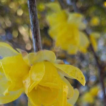 香りのいいお花の投稿画像一覧 Greensnap グリーンスナップ