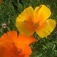 カリフォルニアポピー,おうち園芸,昨年の春のpic,小さな庭の画像