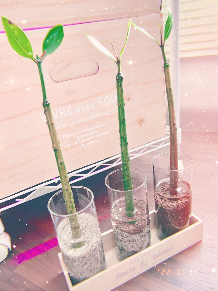 マングローブの投稿画像 By ショコラさん 観葉植物とハイドロカルチャーと水耕栽培と沖縄と観葉植物とハイドロカルチャーと水耕栽培と沖縄 22月1月15日 Greensnap グリーンスナップ Greensnap グリーンスナップ