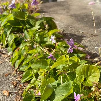 スミレ閉鎖花の投稿画像一覧 Greensnap グリーンスナップ