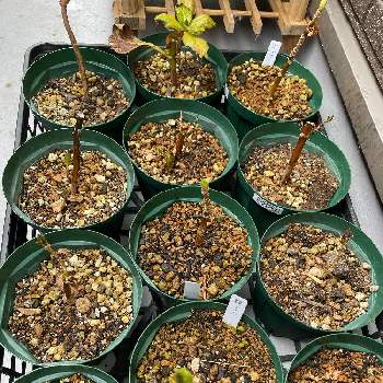 紫陽花挿し木の投稿画像一覧 Greensnap グリーンスナップ