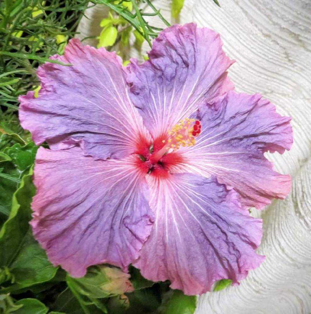 わが家のハイビスカス🌺｜🍀GreenSnap（グリーンスナップ）
