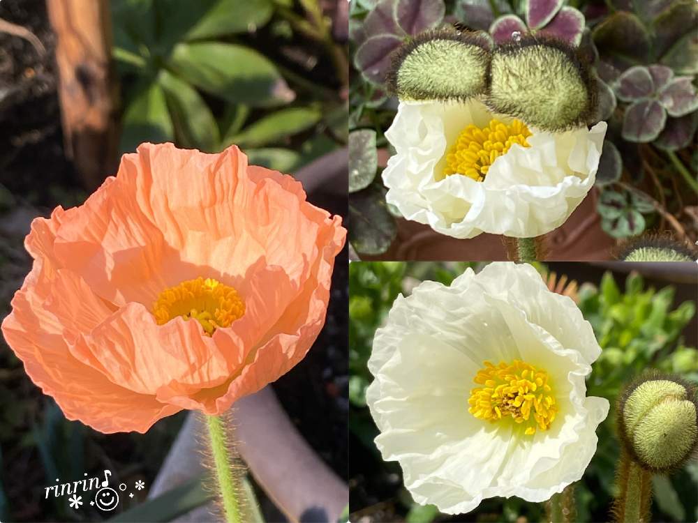 アイスランドポピーの投稿画像 by rinrin♪さん｜ポピーと今日のお花とかわちいと尻太郎 (2022月1月15日