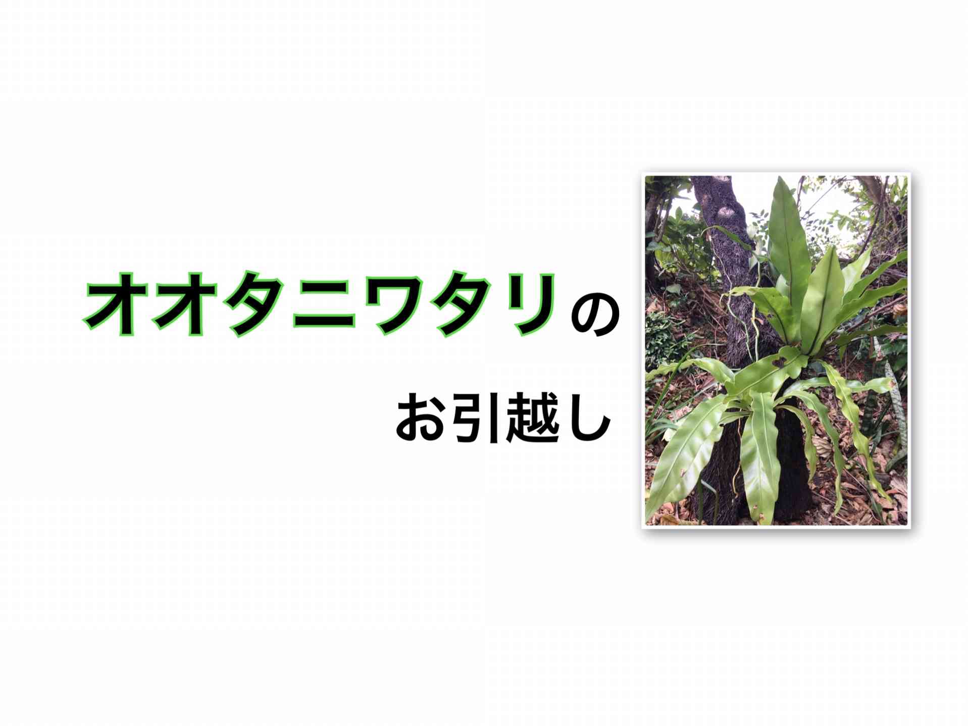 オオタニワタリのお引越し 】｜🍀GreenSnap（グリーンスナップ）