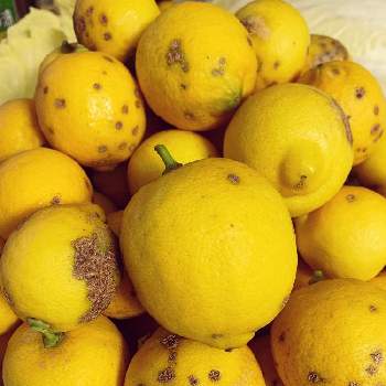 レモン栽培の画像 by 具具さん | レモンの木とレモン栽培
