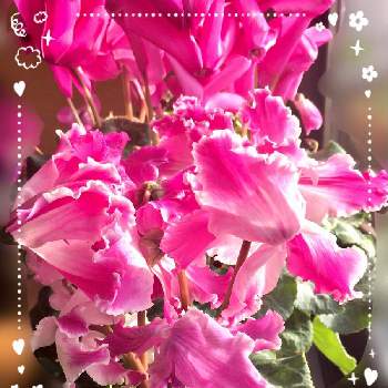 久しぶりの投稿の画像 by miyuさん | 部屋とピンクの花と久しぶりの投稿と シクラメン