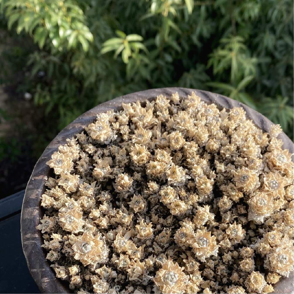 子なし妻のブラックバイト～金と欲望…地獄のスパイラル～ 無料連載 Amebaマンガ (旧 読書のお時間です)