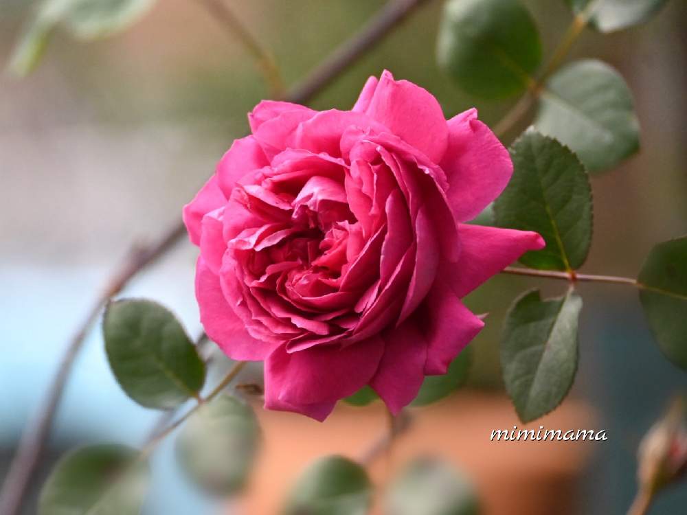 ばら バラ 薔薇の投稿画像 by mimimamaさん｜薔薇に魅せられてとおうち園芸とガーデニングと我が家のお花と