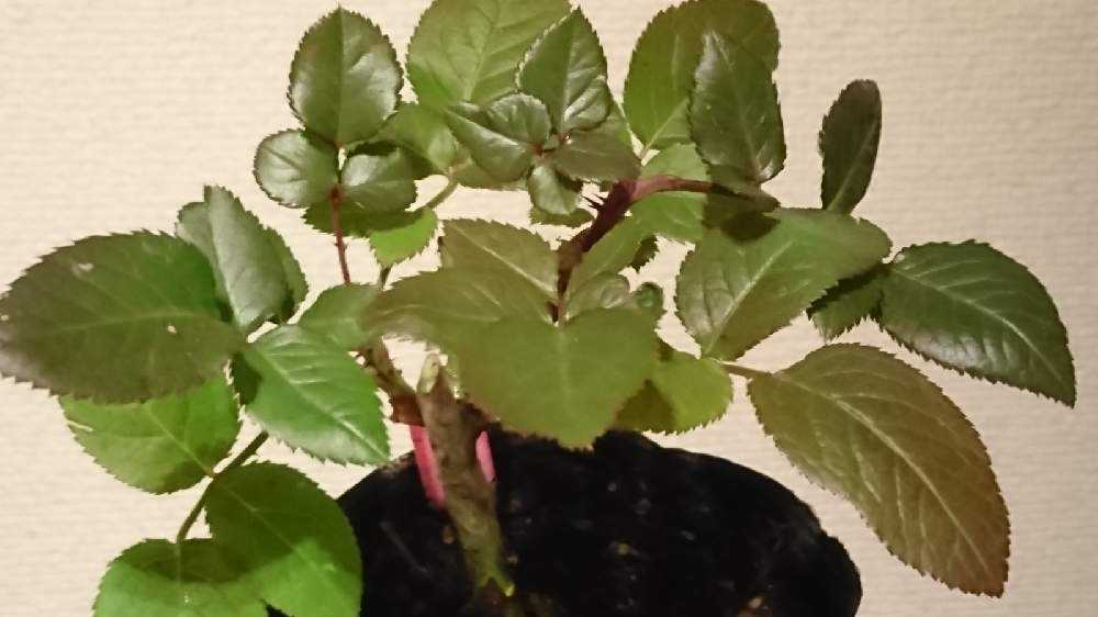 更新中】バラ(切り花品種)の小さな小さな接ぎ木苗の成長