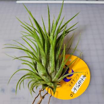 たゆみまブランドの投稿画像一覧 Greensnap グリーンスナップ