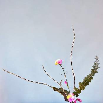 曲線美の画像 by saecoさん | スターチスとヤナギとカーネーションとユーカリと初稽古と自然美と池坊と自由花と花のある暮らしと曲線美