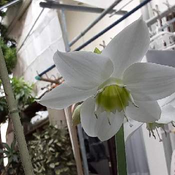 アマゾンリリーの投稿画像一覧 Greensnap グリーンスナップ