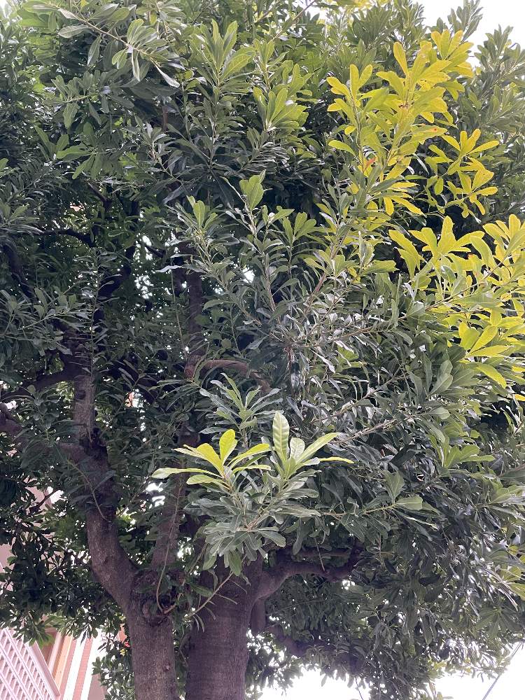 みじんこさんの投稿画像 (2022月1月16日)｜🍀GreenSnap（グリーンスナップ）