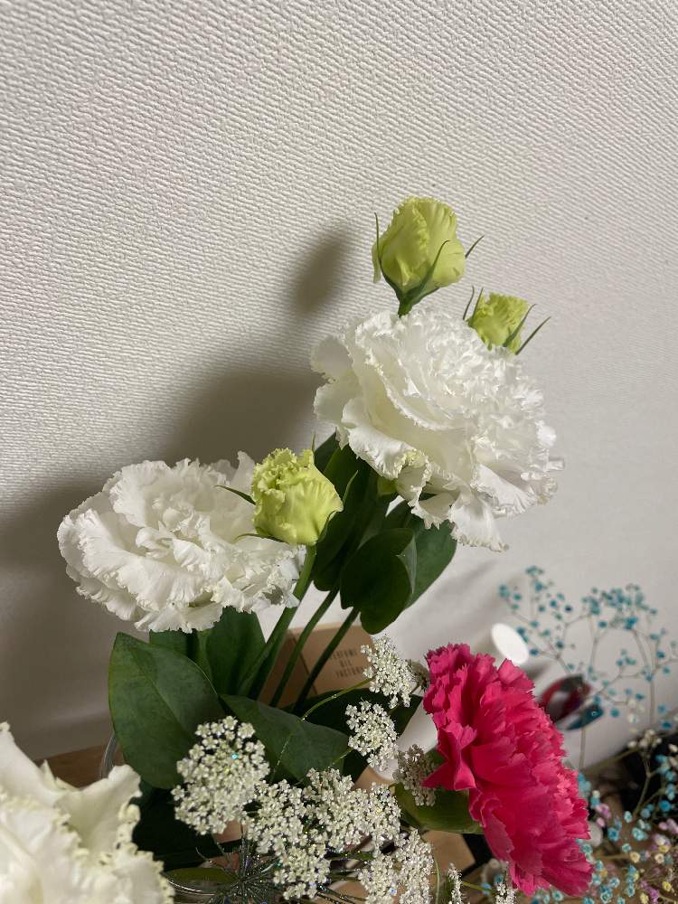 りなこさんの投稿画像 (2022月1月16日)｜🍀GreenSnap（グリーンスナップ）