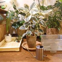 フィカス・ティネケ,インテリアグリーン,植物用LED,我が家の植物紹介,アーバンジャングルの画像