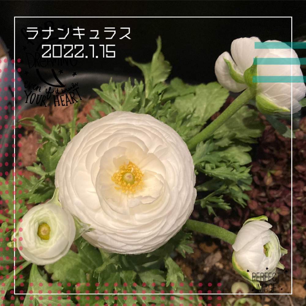 ラナンキュラスの投稿画像 By ままちゅう さん 八重の花と癒しとつぼみとまんまると美しいとガーデニング初心者と ラナンキュラスとかわいいと白い花 と八重の花と癒しとつぼみとまんまると美しいとガーデニング初心者と ラナンキュラスとかわいいと白い花 22月