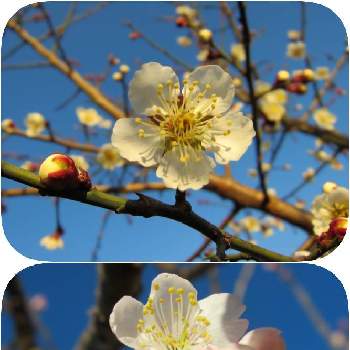 豊後梅の投稿画像一覧 Greensnap グリーンスナップ