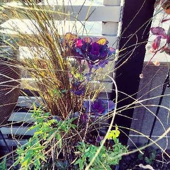 ポスト横の画像 by kayさん | 小さな庭と葉牡丹 ファルダノエルと寄せ植え シリーズ☆とおうち園芸と植中毒とポスト横と花のある暮らし