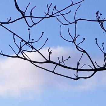 空✽の画像 by 秋草さん | 広い庭とハナミズキと雲仲間とハナミズキ✽と空✽と冬色✽とちっちゃいものクラブ