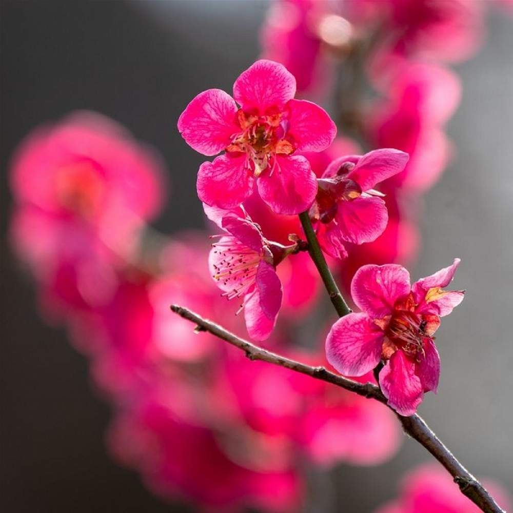 ウメの投稿画像 by Dianaさん｜花木と今日のお花と庭木と綺麗な花と低木と花のある暮らし (2022月1月16日