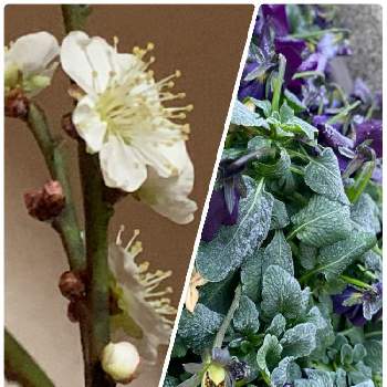 正月玄関飾りの投稿画像一覧 Greensnap グリーンスナップ