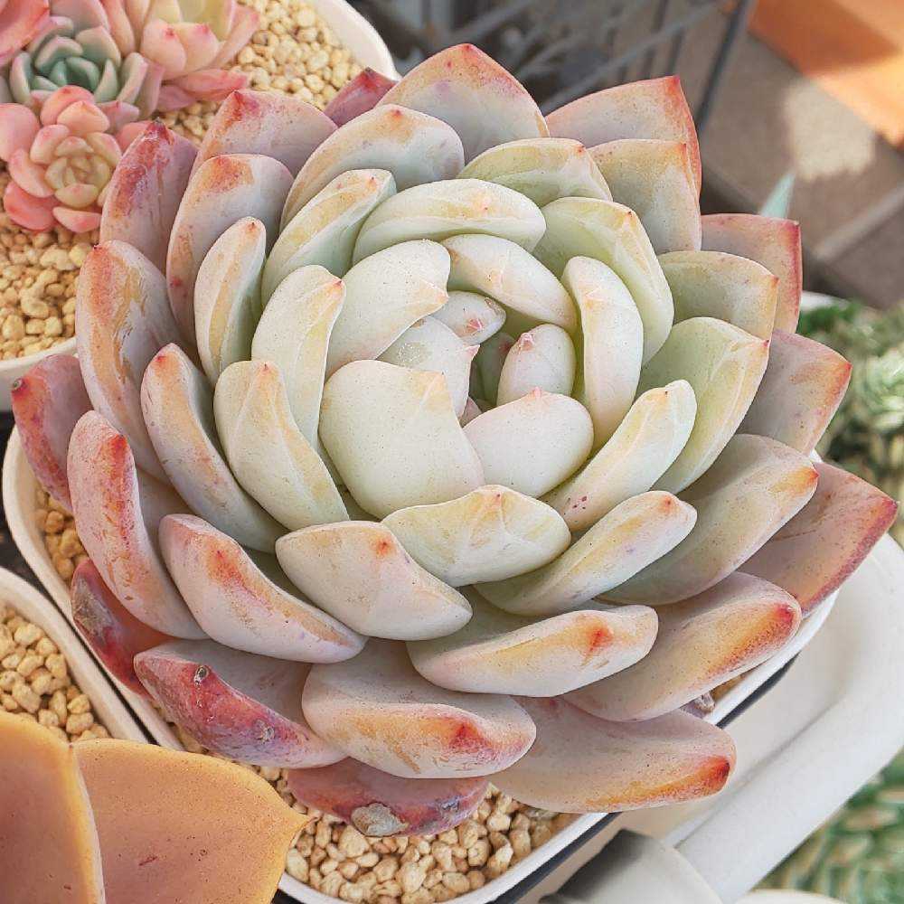 抜き苗 オーシャンソング双頭 MY348×18株 ふっくら 多肉植物