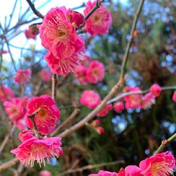 My Garden ☆ ♪の画像 by marchenさん | 小さな庭と紅梅と春の香りとピンク色とシベシベclubとMy Garden ☆ ♪
