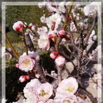 梅の花♡の画像 by FLOWERさん | お出かけ先と梅の花♡