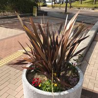 ガーデンシクラメン,ニューサイラン,インテックス大阪の画像