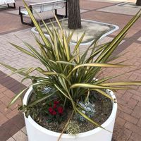 シロタエギク,ガーデンシクラメン,ニューサイラン,斑入りニューサイラン,インテックス大阪の画像