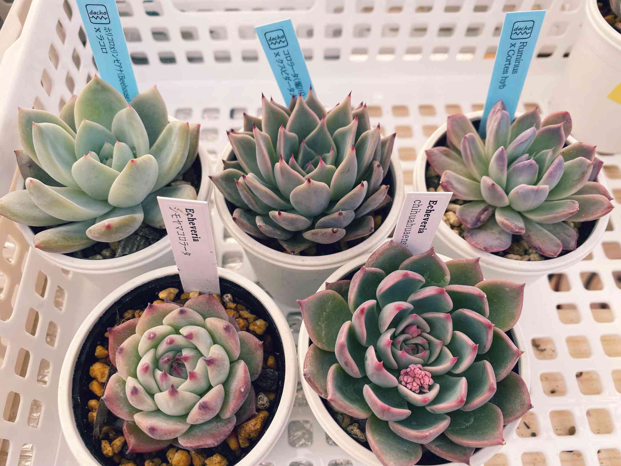 ホリコロ　リンゼアナ 2025年最新】ホリコロ×リンゼアナの人気アイテム - メルカリ