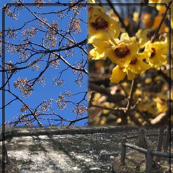 丘陵地の画像 by みさちゃんさん | お出かけ先と蝋梅とセンダンの実と丘陵地と冬の風景と黄色い花とウォーキングと良い香り