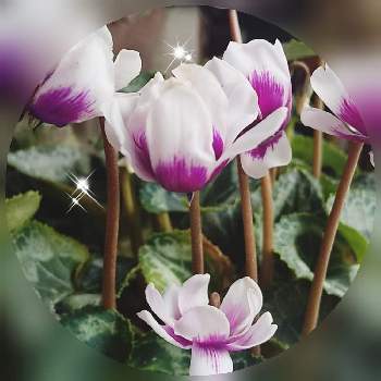 シクラメンフェアリーピコの画像 by harumamaさん | 部屋とありがとう❤️とばーばのガーデニングと慰めと花のある暮らしとシクラメンフェアリーピコといやし♪