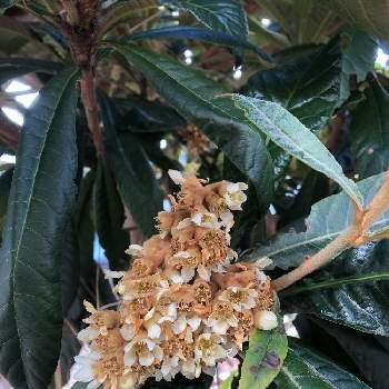 びわの花 の投稿画像一覧 Greensnap グリーンスナップ