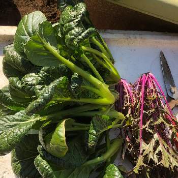 サラダ水菜の画像 by アップルさん | 小さな庭とチヂミ小松菜とサラダ水菜と庭先プランター
